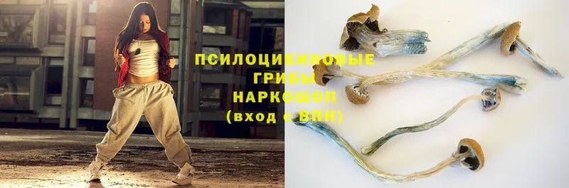 блэк спрут зеркало  Долинск  Псилоцибиновые грибы Psilocybe 